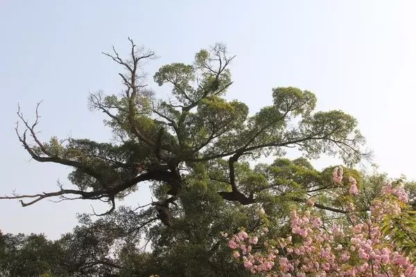 廣場(chǎng)舞蓮的心事十六步_蓮的心事廣場(chǎng)舞視頻_視頻心事廣場(chǎng)蓮舞32步