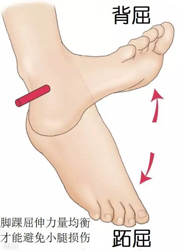左腳小腿肌肉老是跳_老左腳肌肉腿跳小是咋回事_左腳小腿跳動(dòng)