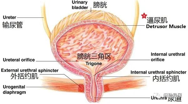 坐在椅子上的鍛煉方式_椅子怎么鍛煉全身肌肉_椅子姿勢(shì)鍛煉什么