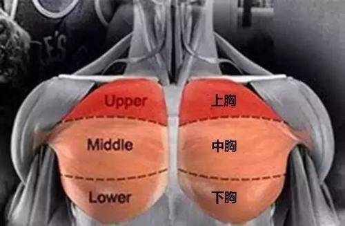 訓(xùn)練胸肌的健身動作_胸肌下數(shù)最好的訓(xùn)練方法_訓(xùn)練胸肌的方法