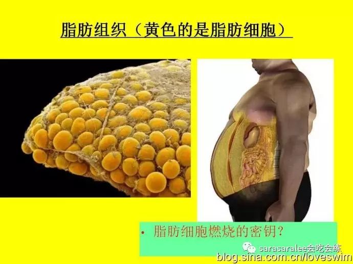 心率運動時_有氧運動時的合適心率_有氧活動心率