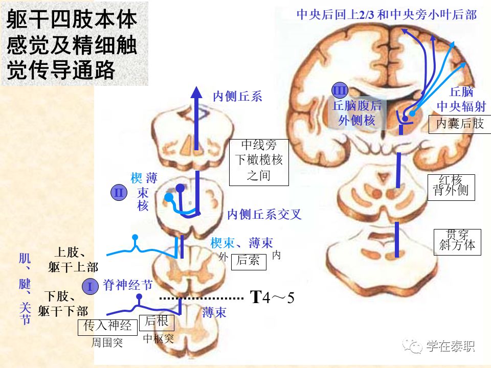 康復(fù)訓(xùn)練大體步驟_本體感覺(jué)的康復(fù)訓(xùn)練_本體感覺(jué)康復(fù)訓(xùn)練方法