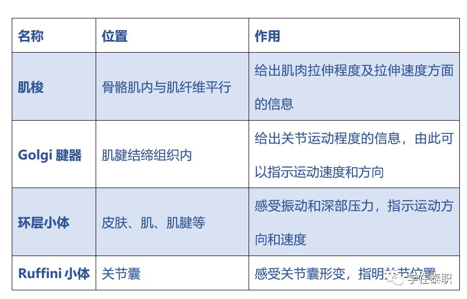 本體感覺(jué)的康復(fù)訓(xùn)練_康復(fù)訓(xùn)練大體步驟_本體感覺(jué)康復(fù)訓(xùn)練方法