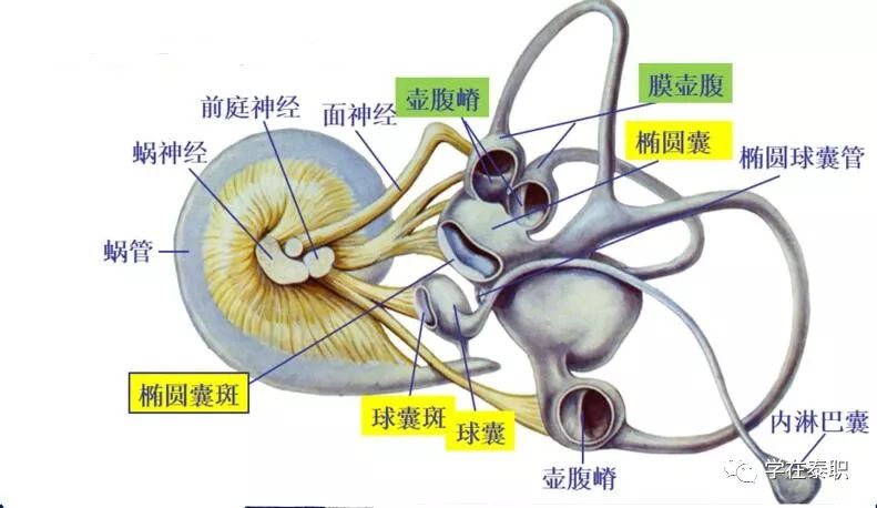 康復(fù)訓(xùn)練大體步驟_本體感覺(jué)的康復(fù)訓(xùn)練_本體感覺(jué)康復(fù)訓(xùn)練方法