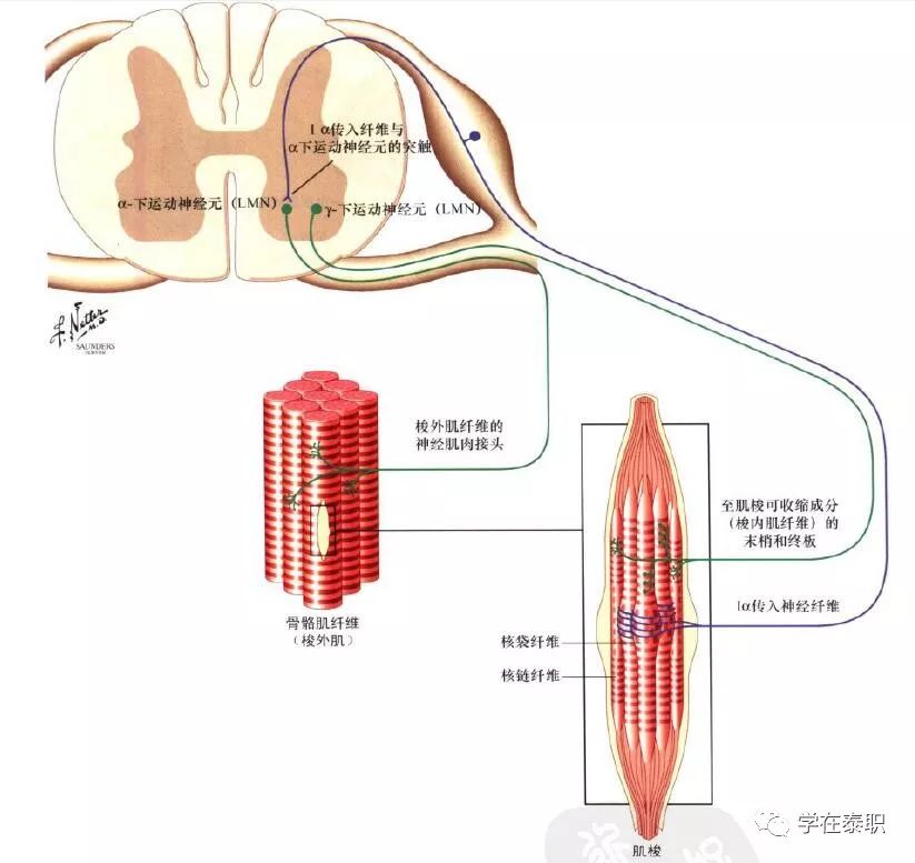 本體感覺(jué)的康復(fù)訓(xùn)練_康復(fù)訓(xùn)練大體步驟_本體感覺(jué)康復(fù)訓(xùn)練方法