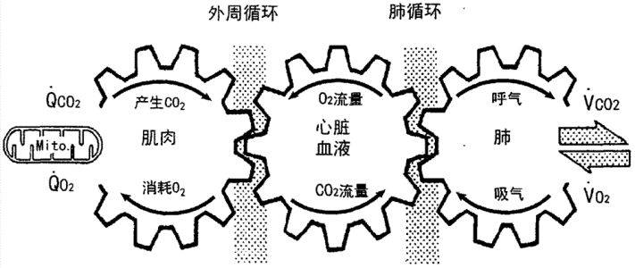 kaiyun體育 愛跑步的人，確實比普通人“心肺功能”更好！