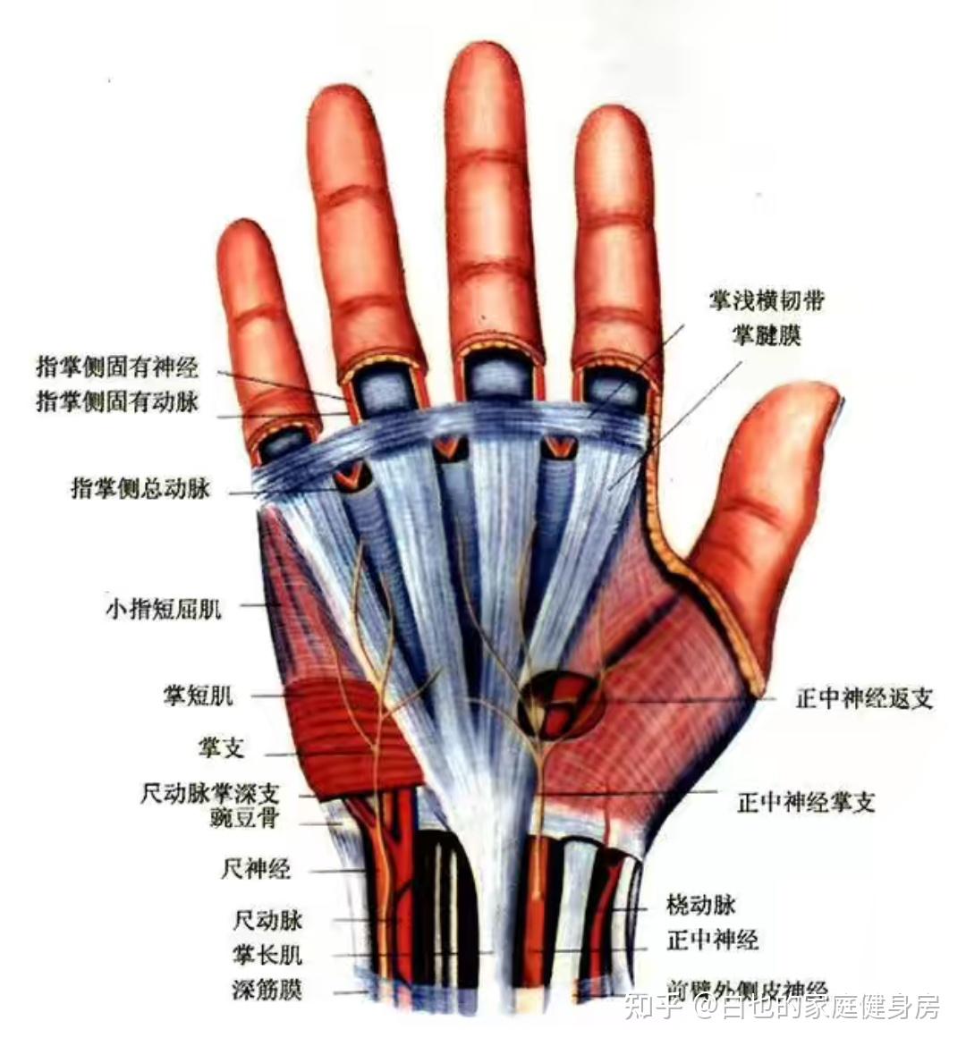 健身手套樣式_健身手套_健身手套種類