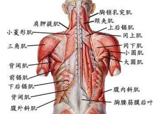 手套健身磨破了怎么辦_健身帶手套還磨手是什么原因_健身手套磨破