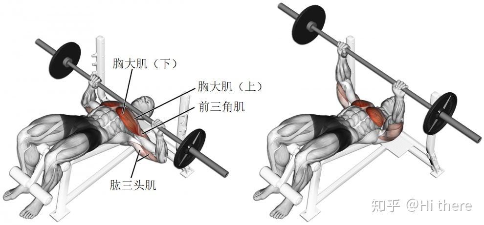 健身手套怎么戴_健身入門詞匯解釋_健身解剖詞匯學習