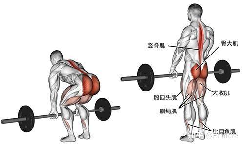 健身入門詞匯解釋_健身解剖詞匯學習_健身手套怎么戴