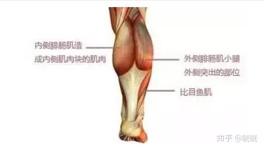瘦腿操下載_肌肉腿矯正_脂肪腿訓(xùn)練