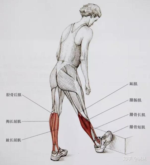 瘦腿操下載_肌肉腿矯正_脂肪腿訓(xùn)練