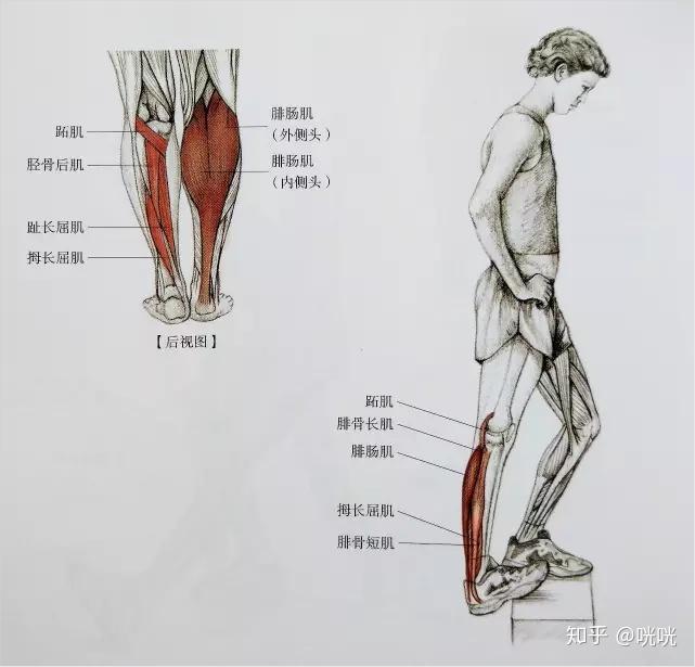 瘦腿操下載_肌肉腿矯正_脂肪腿訓(xùn)練