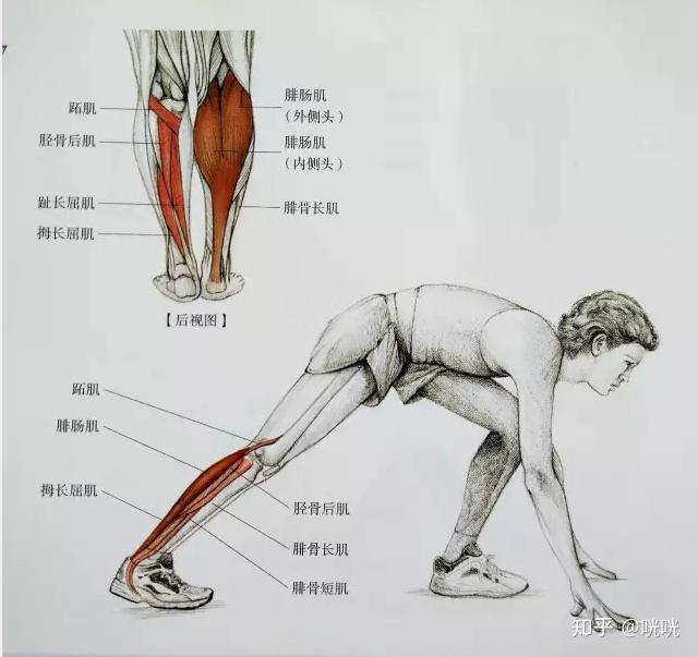 肌肉腿矯正_瘦腿操下載_脂肪腿訓(xùn)練
