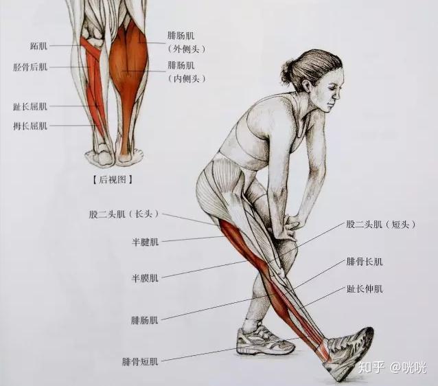 瘦腿操下載_肌肉腿矯正_脂肪腿訓(xùn)練